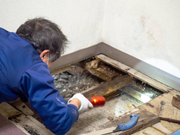 Best Health and Safety Mold Remediation in USA